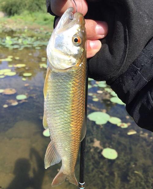 鲫鱼吃食视频,揭秘水底美食盛宴