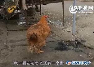 公鸡视频,揭秘鸡界奇观，趣味横生的鸡世界