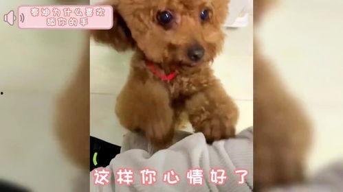 泰迪舔女主人比视频,温馨互动萌化人心