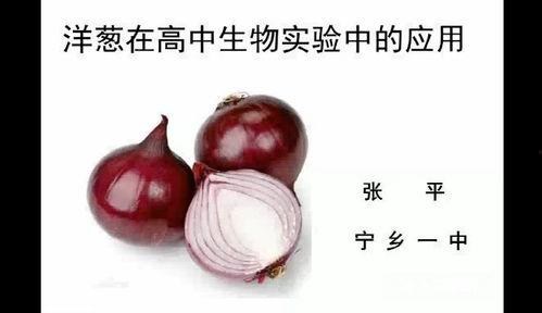 中考生物实验洋葱视频,探索细胞结构与功能奥秘