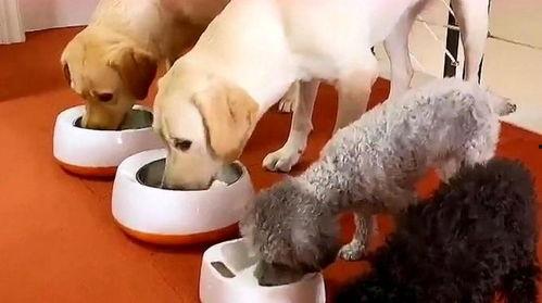 小狗吃饭视频大全,小狗吃饭视频大全集锦