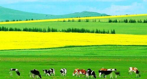 草原美讲解视频,自然画卷中的绿色奇迹