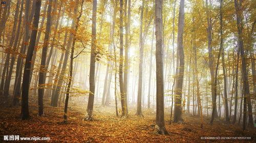 枫叶风景视频,秋日枫景视频印象